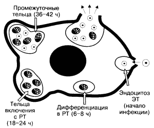Жизненный цикл хламидиий